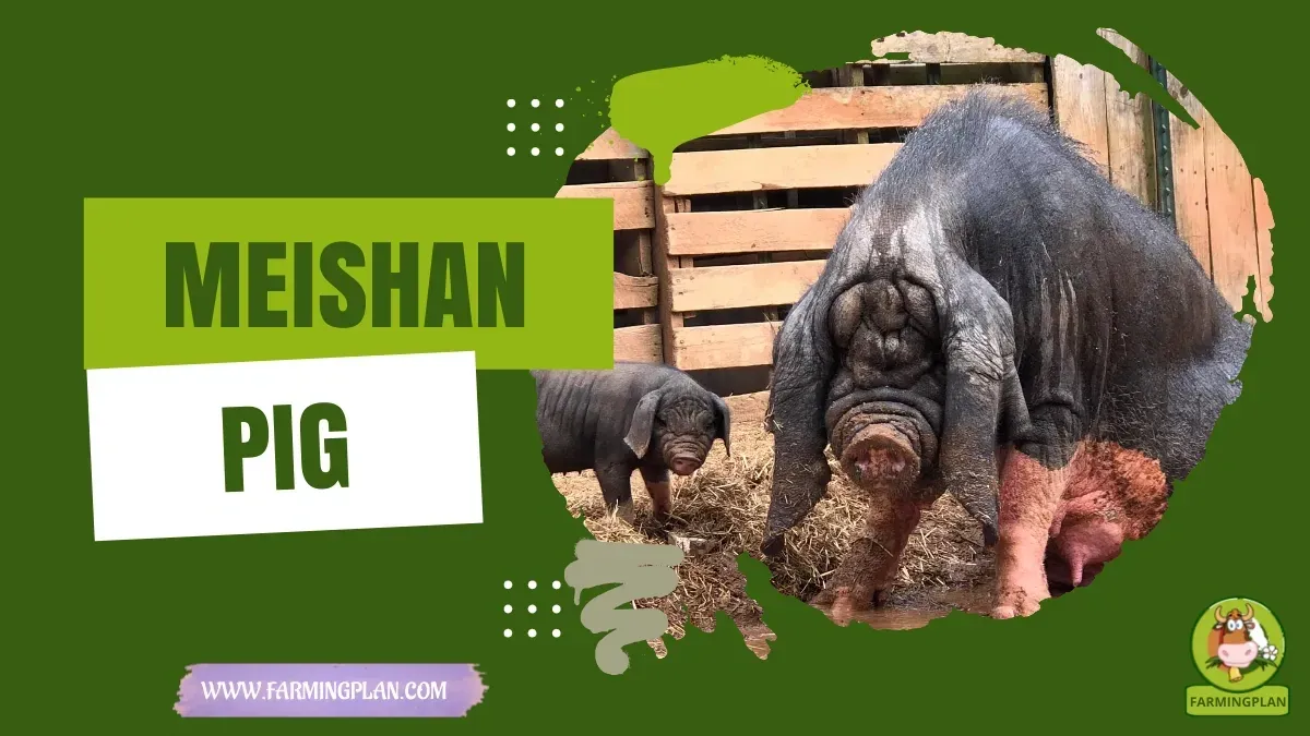 Meishan Pig characteristics, agricultural utility and breed care guide