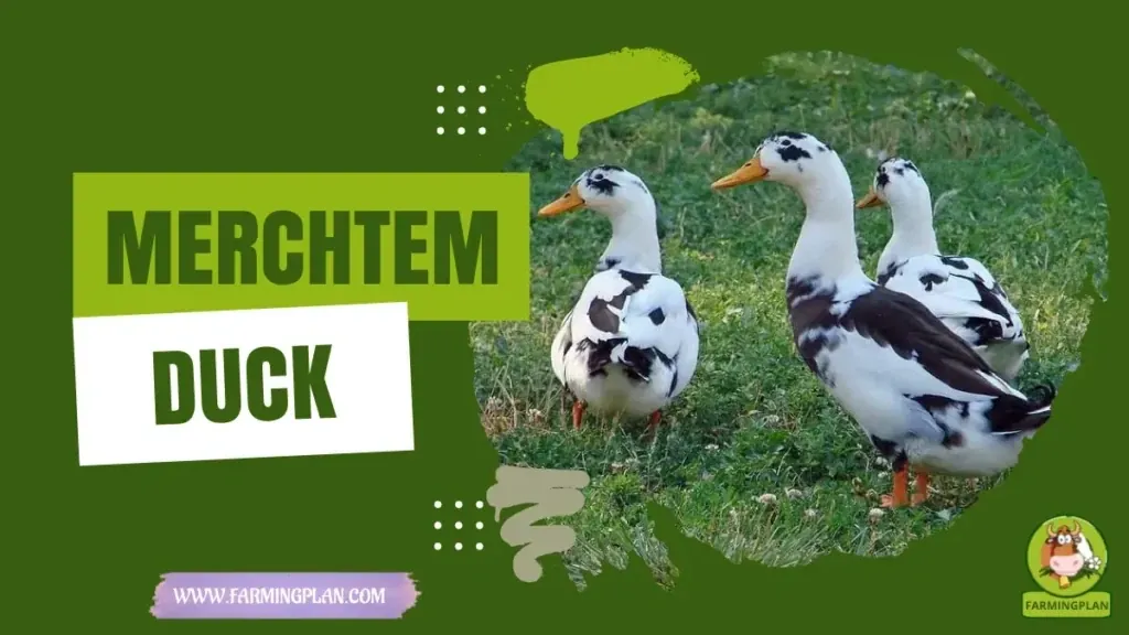 Merchtem Duck characteristics, agricultural utility and breed care guide