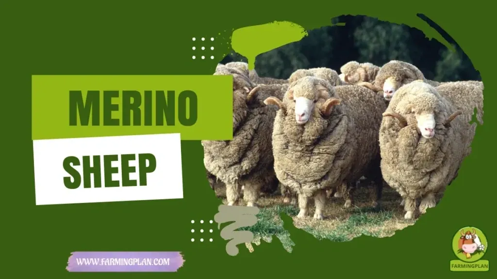 Merino Sheep characteristics, agricultural utility and breed care guide