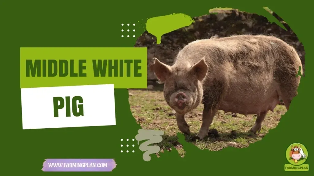 Middle White Pig - Farming & Breed Profile Middle White Pig characteristics, agricultural utility and breed care guide
