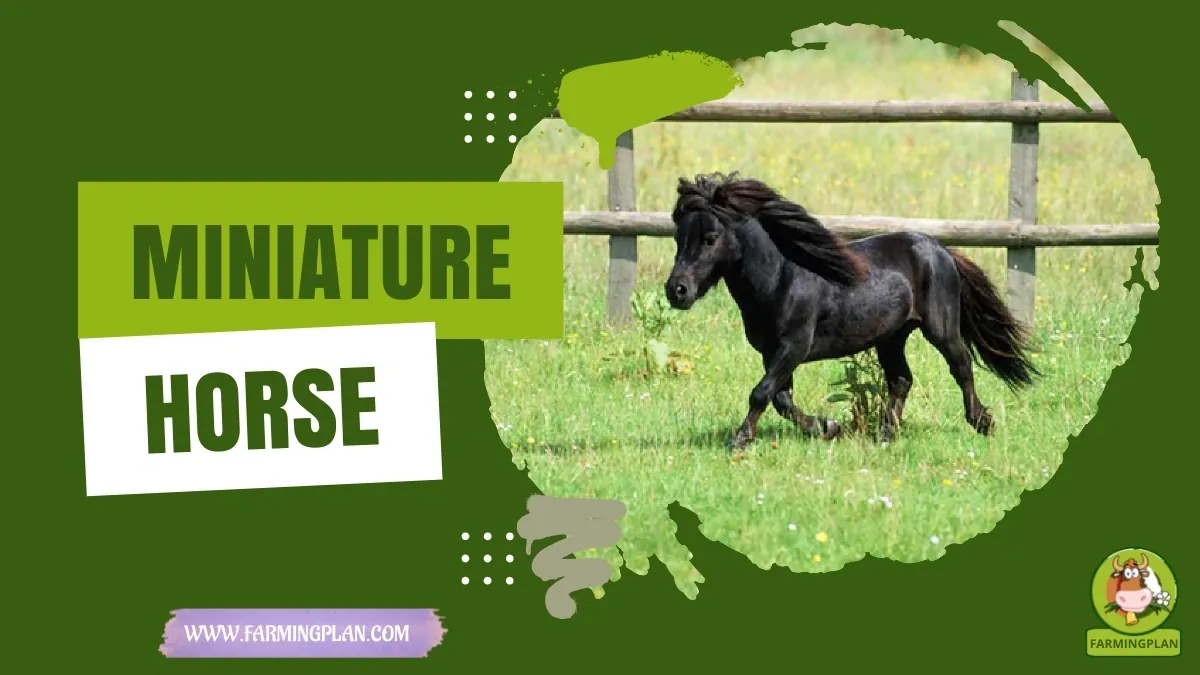 Miniature Horse Care characteristics, agricultural utility and breed care guide