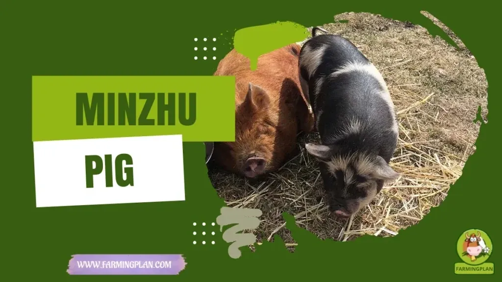 Minzhu Pig characteristics, agricultural utility and breed care guide