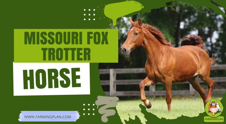 Missouri Fox Trotter Horse