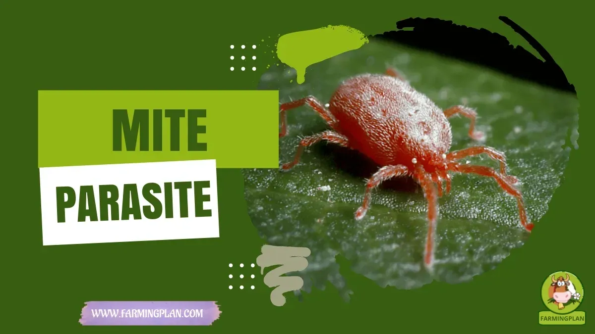 Mite Control in Livestock - Farming & Breed Profile Mite Control in Livestock characteristics, agricultural utility and breed care guide