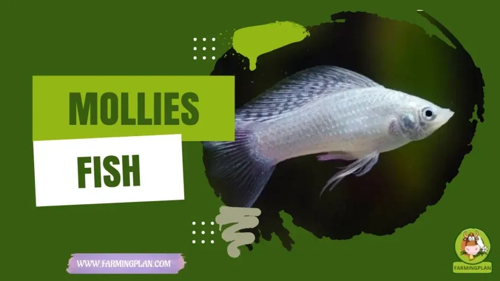 Mollies Fish - Farming & Breed Profile Mollies Fish characteristics, agricultural utility and breed care guide