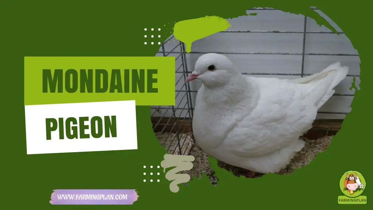 French Mondaine Pigeon - Farming & Breed Profile French Mondaine Pigeon characteristics, agricultural utility and breed care guide