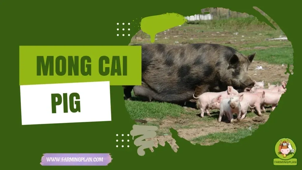 Mong Cai Pig characteristics, agricultural utility and breed care guide