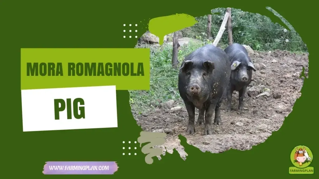 Mora Romagnola Pig characteristics, agricultural utility and breed care guide