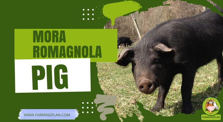 Mora Romagnola Pig