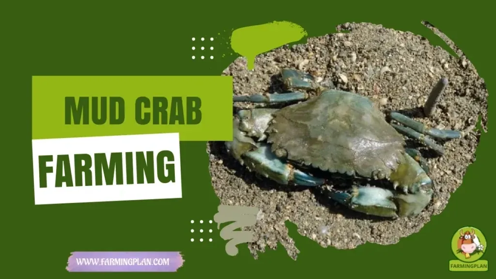 Mud Crab Farming - Farming & Breed Profile Mud Crab Farming characteristics, agricultural utility and breed care guide