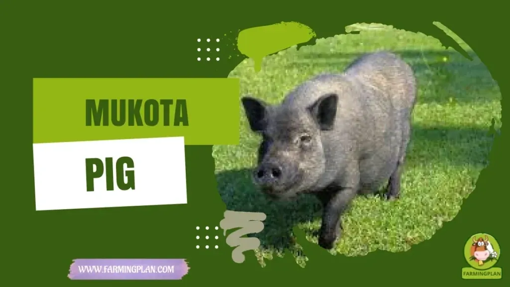 Mukota Pig characteristics, agricultural utility and breed care guide