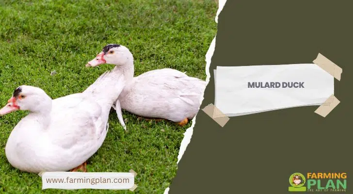 mulard-duck