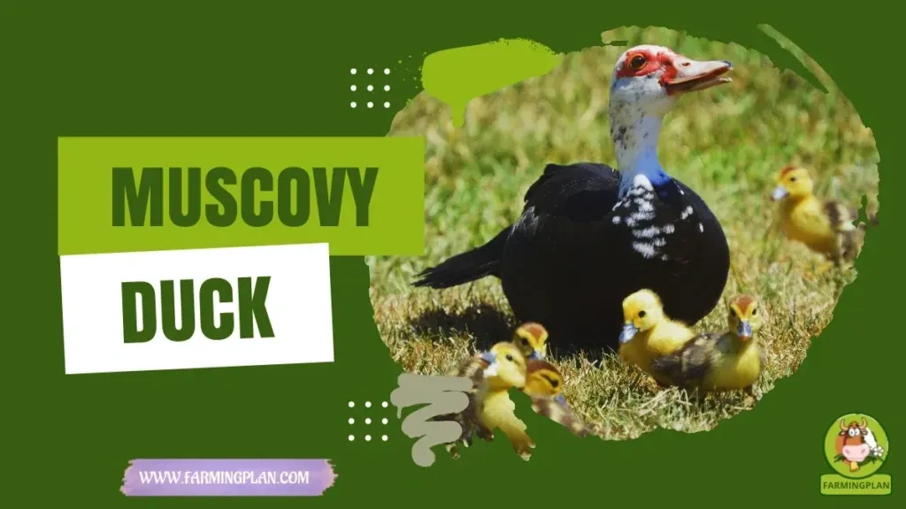 Muscovy Duck - Farming & Breed Profile Muscovy Duck characteristics, agricultural utility and breed care guide