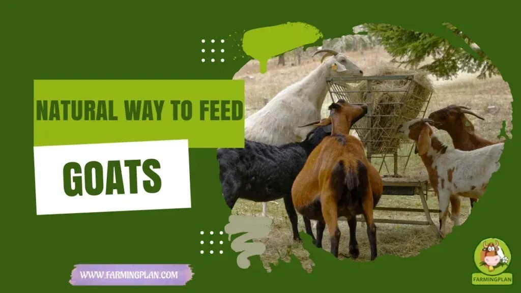 Pasture Feeding Goats characteristics, agricultural utility and breed care guide