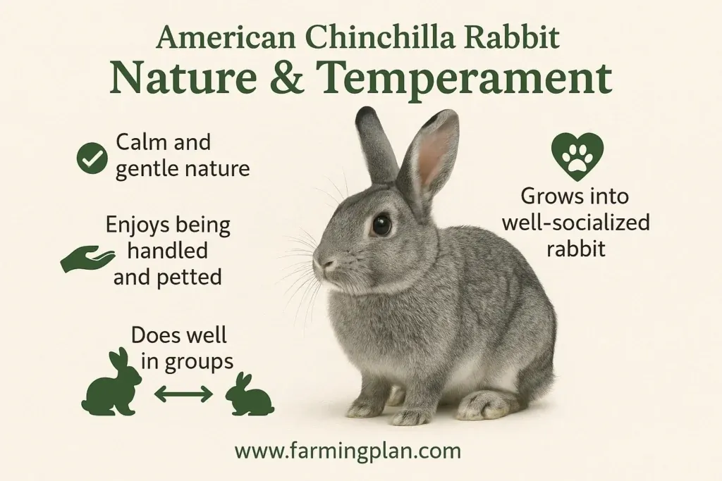nature & temperament of american chinchilla rabbit