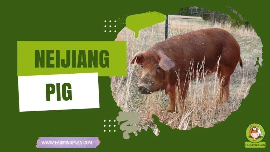 Neijiang Pig characteristics, agricultural utility and breed care guide