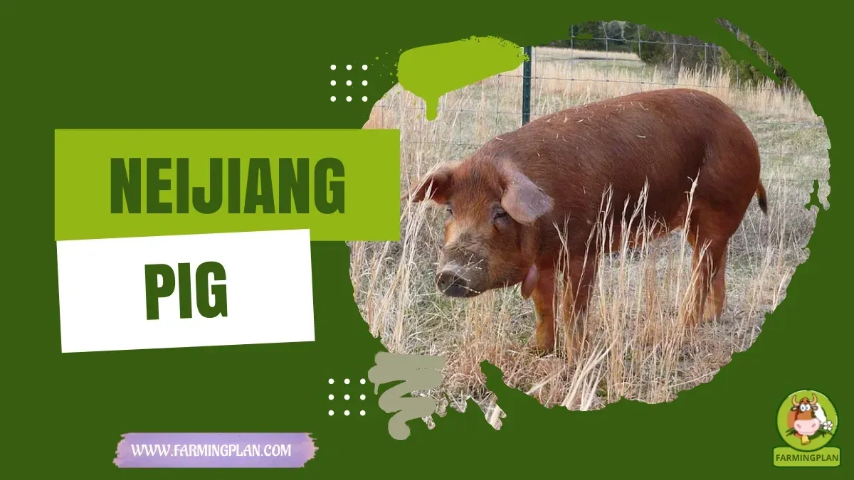 Neijiang Pig - Farming & Breed Profile Neijiang Pig characteristics, agricultural utility and breed care guide
