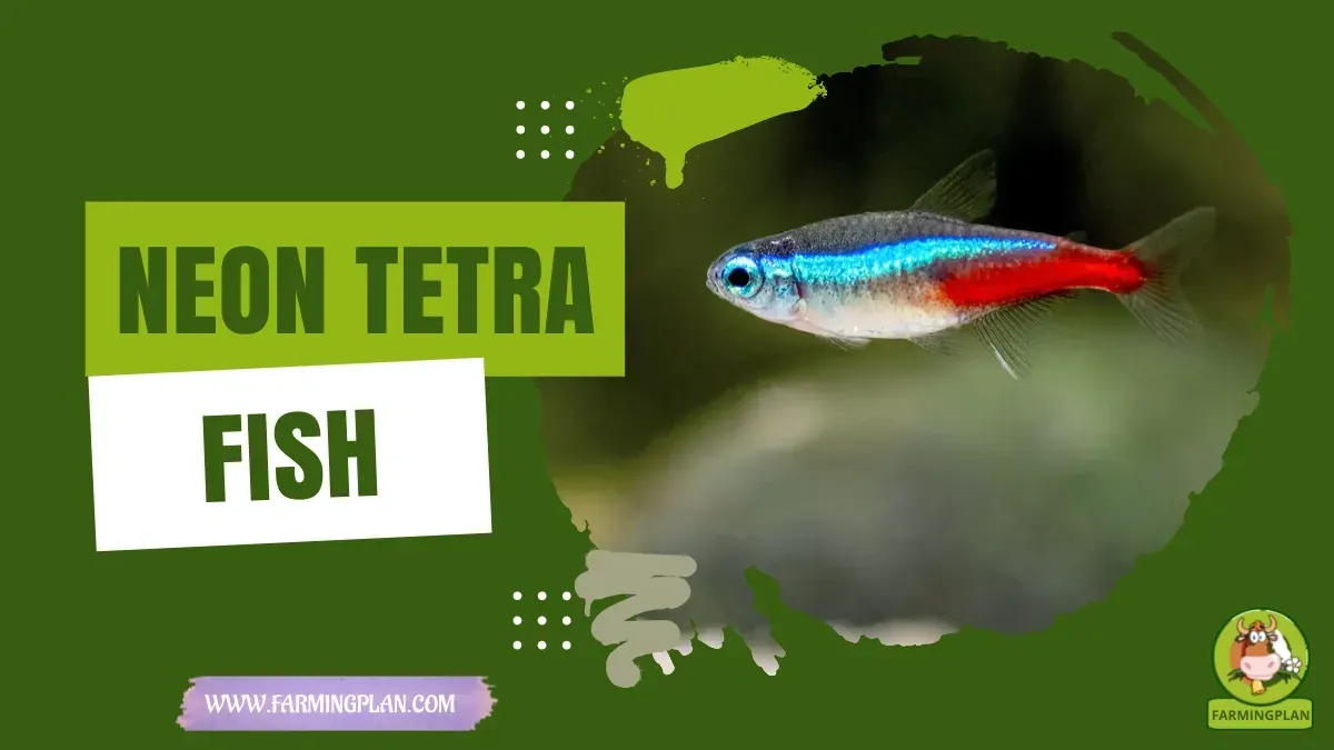 Neon Tetra Fish Care - Farming & Breed Profile Neon Tetra Fish Care characteristics, agricultural utility and breed care guide