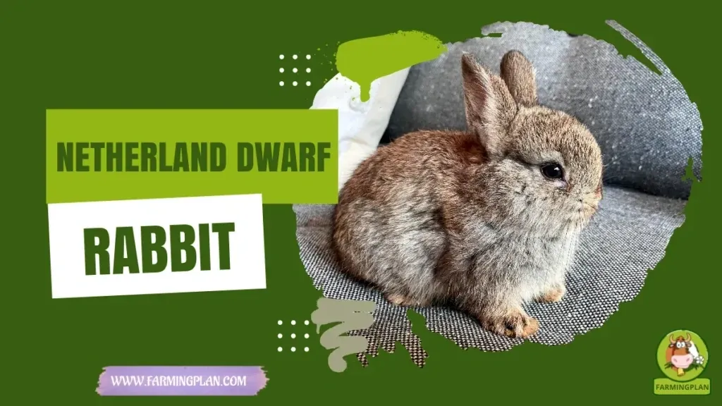 Netherland Dwarf Rabbit characteristics, agricultural utility and breed care guide