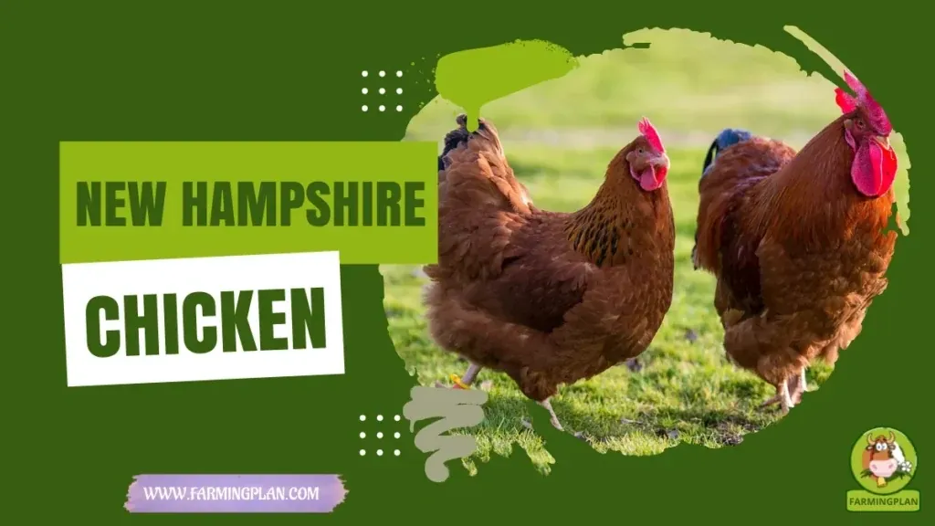 New Hampshire Chicken characteristics, agricultural utility and breed care guide