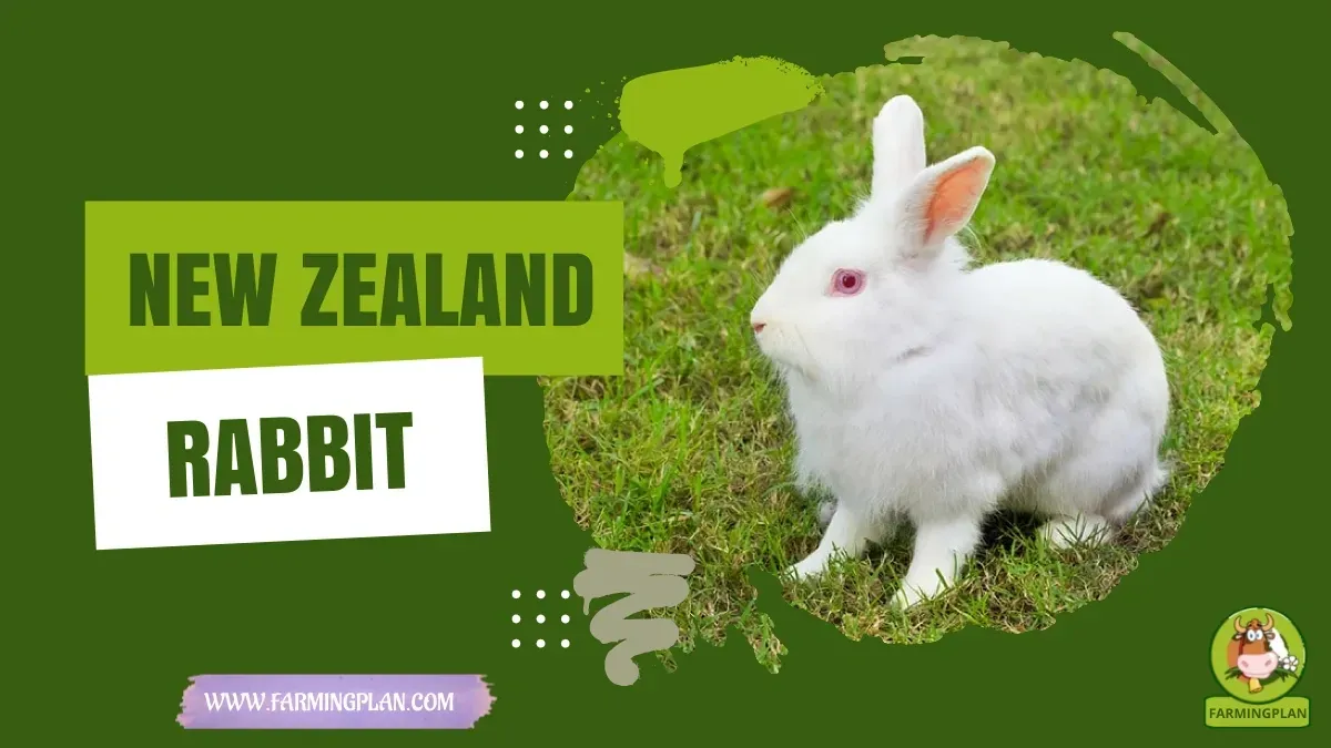 New Zealand Rabbit characteristics, agricultural utility and breed care guide