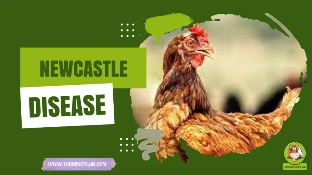 Newcastle Disease characteristics, agricultural utility and breed care guide