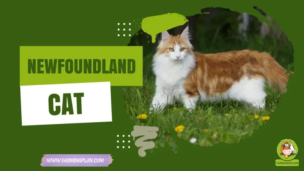 Newfoundland characteristics, agricultural utility and breed care guide