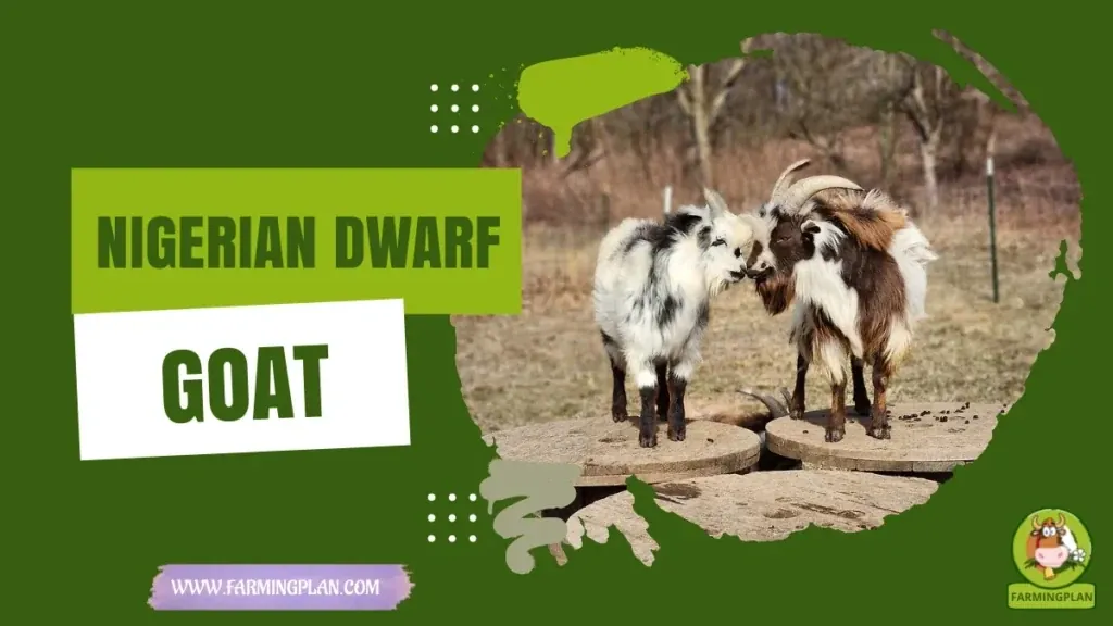 Nigerian Dwarf Goat - Farming & Breed Profile Nigerian Dwarf Goat characteristics, agricultural utility and breed care guide