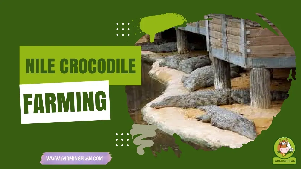 Nile Crocodile Farming - Farming & Breed Profile nile crocodile farming