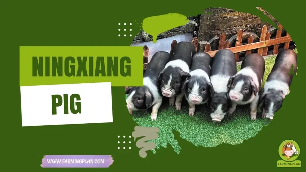 Ningxiang Pig characteristics, agricultural utility and breed care guide
