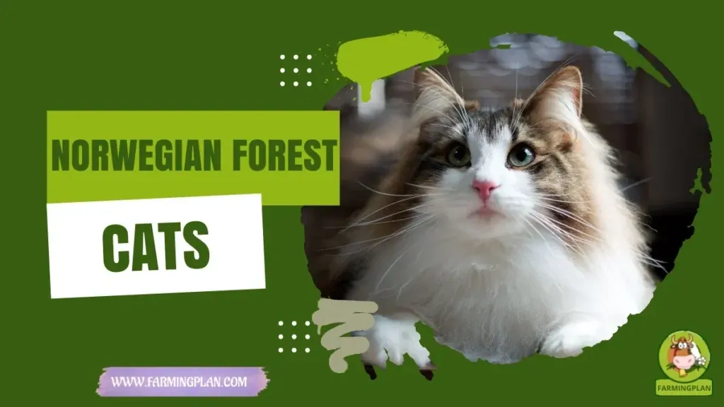 Norwegian Forest Cats characteristics, agricultural utility and breed care guide