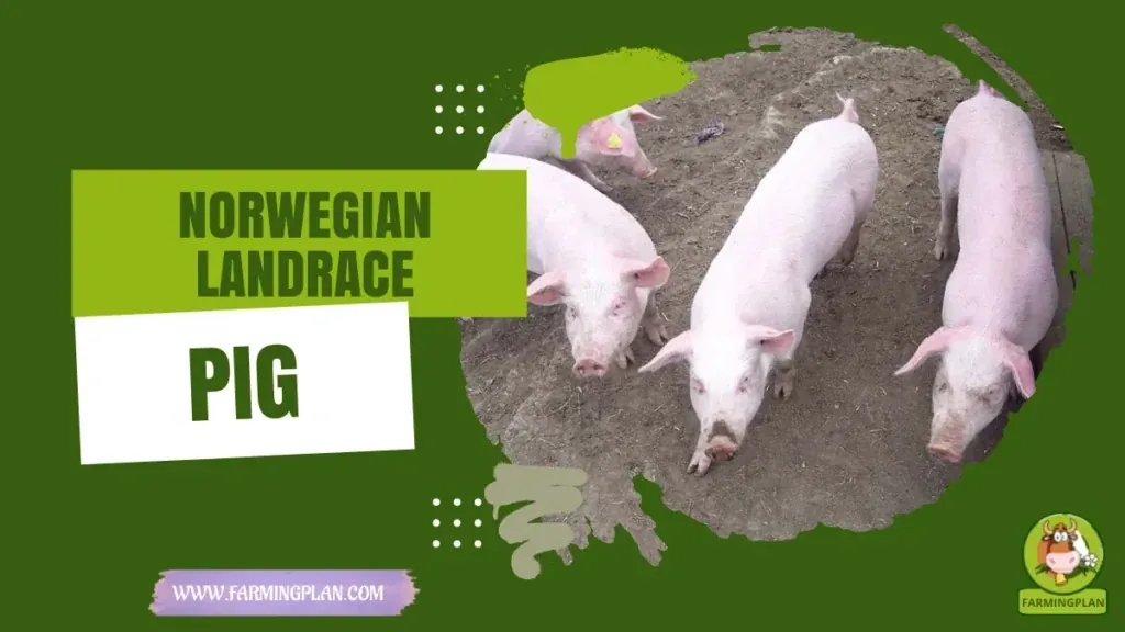 Norwegian Landrace Pig characteristics, agricultural utility and breed care guide