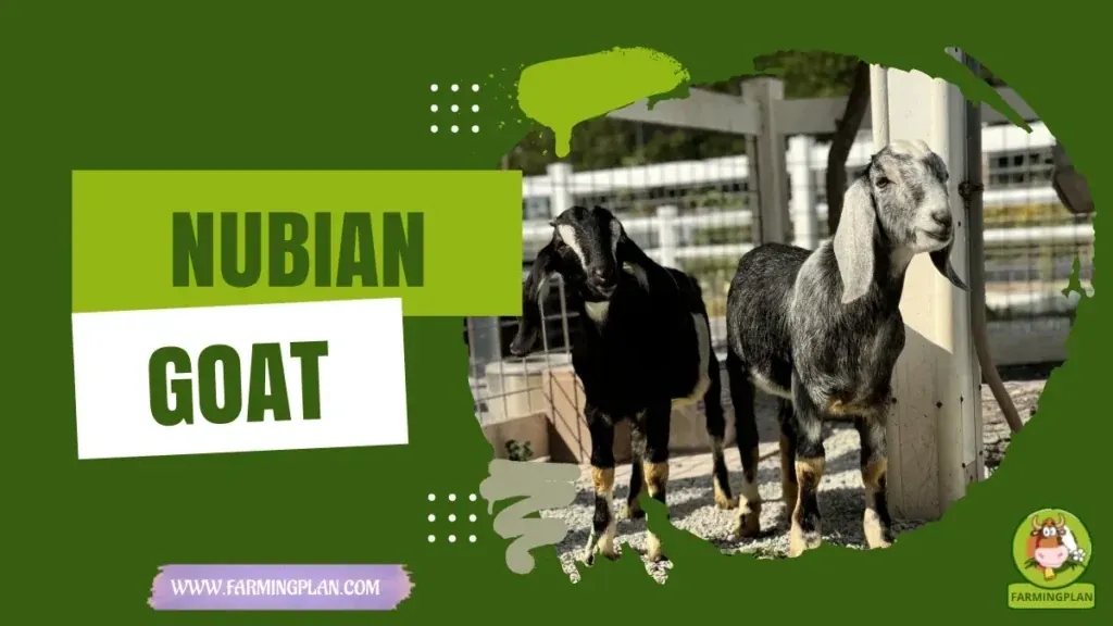 Nubian Goat characteristics, agricultural utility and breed care guide