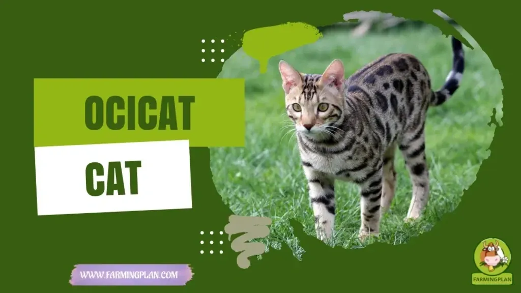 Ocicat Cat Magic characteristics, agricultural utility and breed care guide