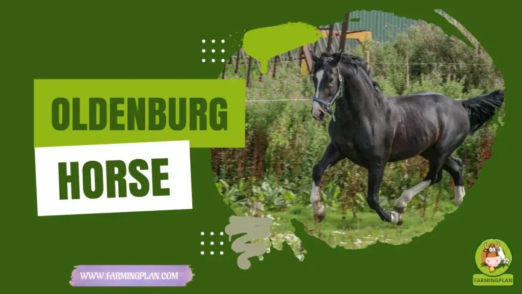 Oldenburg Horse characteristics, agricultural utility and breed care guide