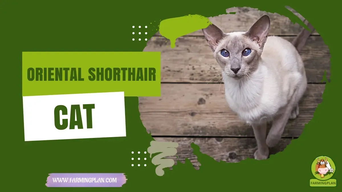 Oriental Shorthair Cat - Farming & Breed Profile oriental shorthair cat
