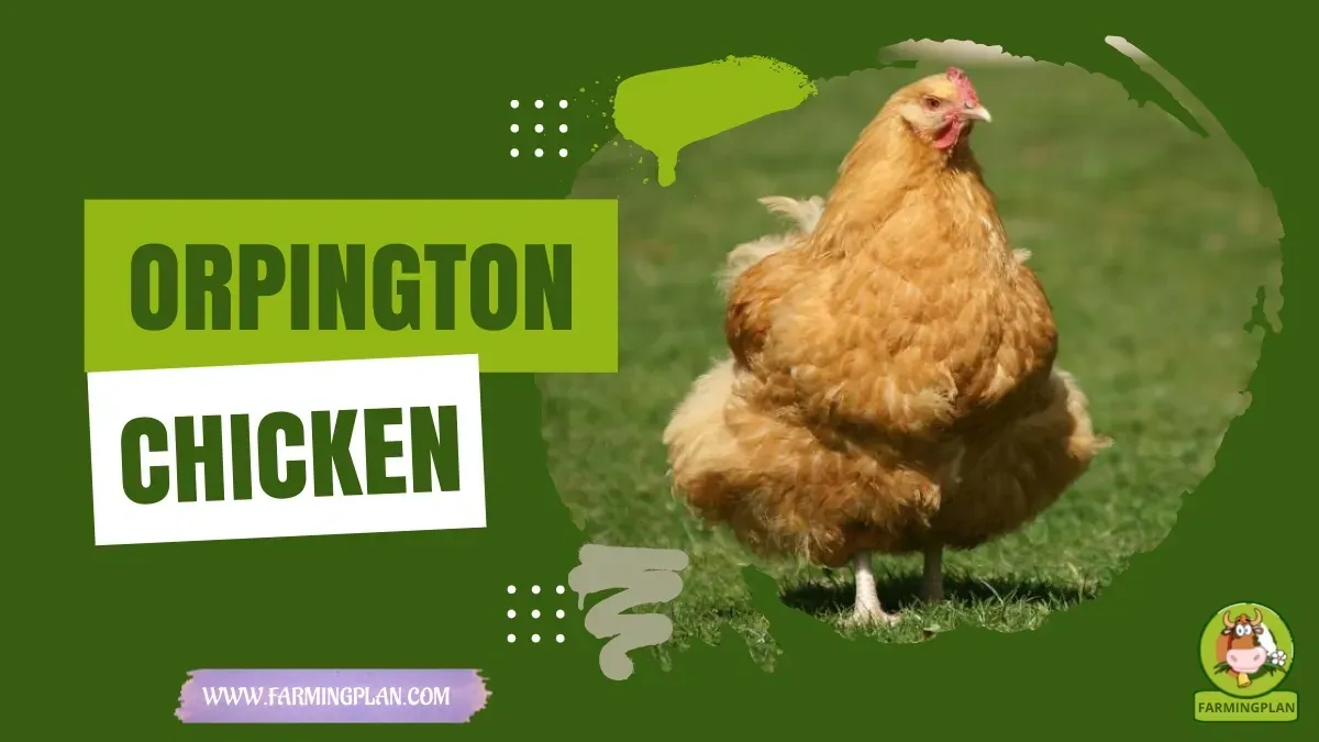 Orpington Chicken characteristics, agricultural utility and breed care guide