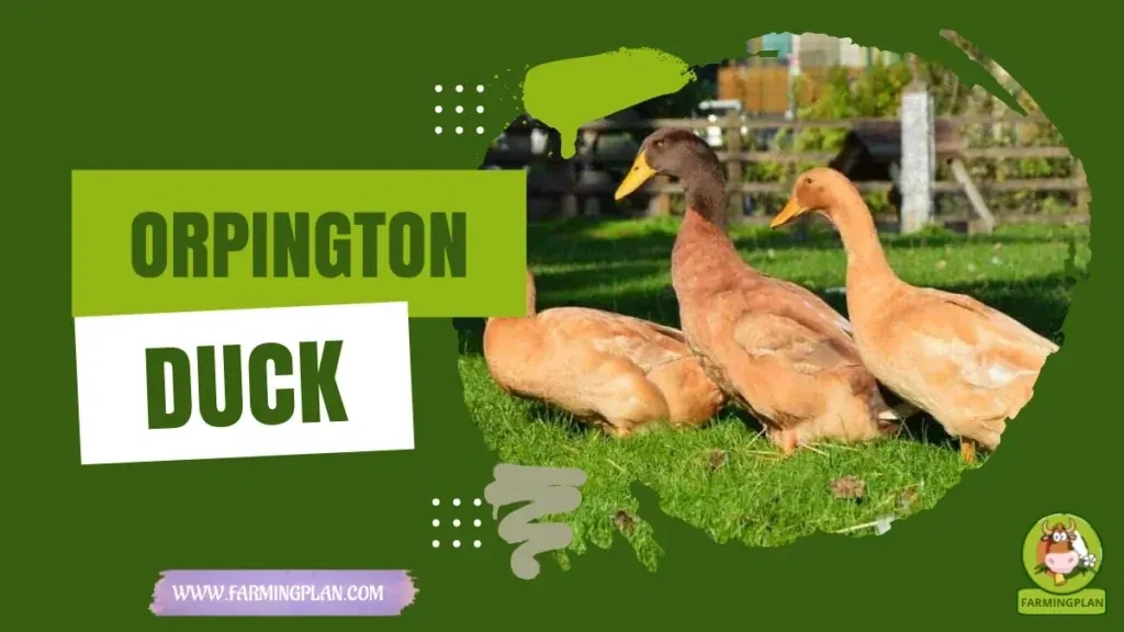 Orpington Duck - Farming & Breed Profile Orpington Duck characteristics, agricultural utility and breed care guide