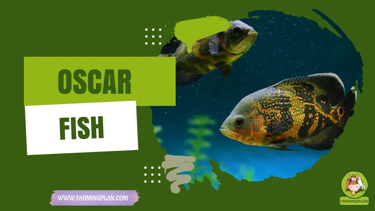Oscar Fish characteristics, agricultural utility and breed care guide