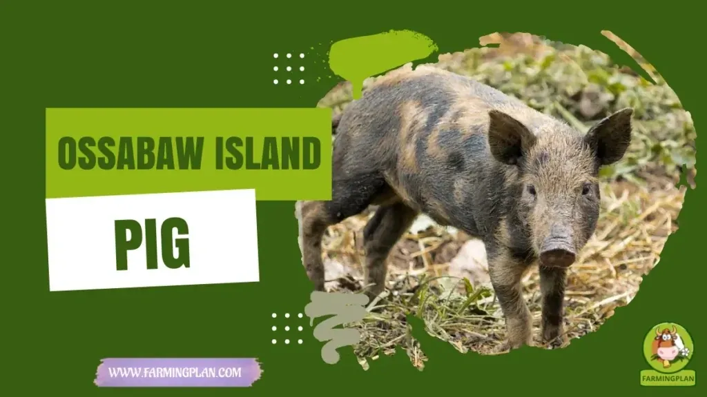 Ossabaw Island Pig characteristics, agricultural utility and breed care guide