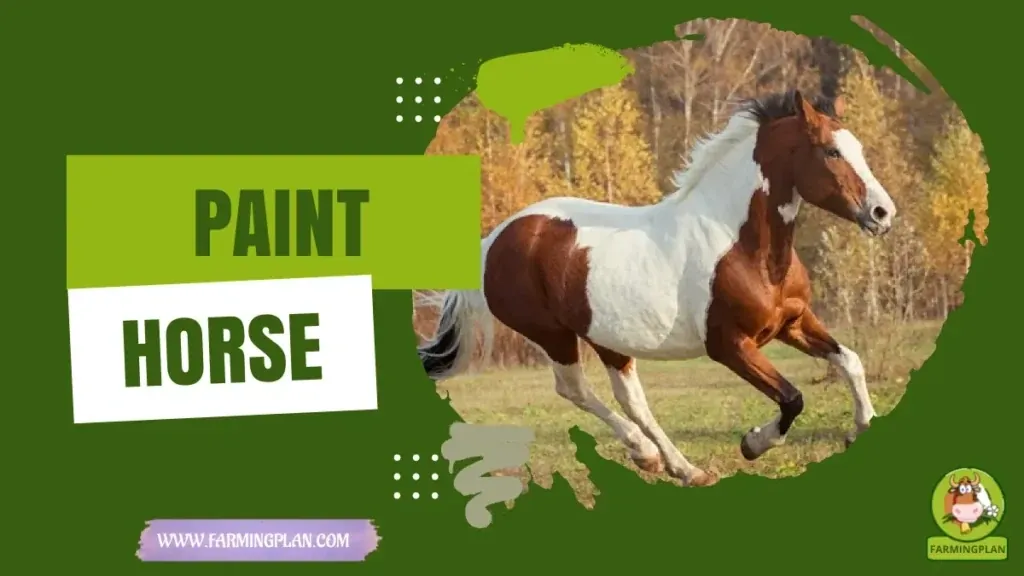 Paint Horse characteristics, agricultural utility and breed care guide