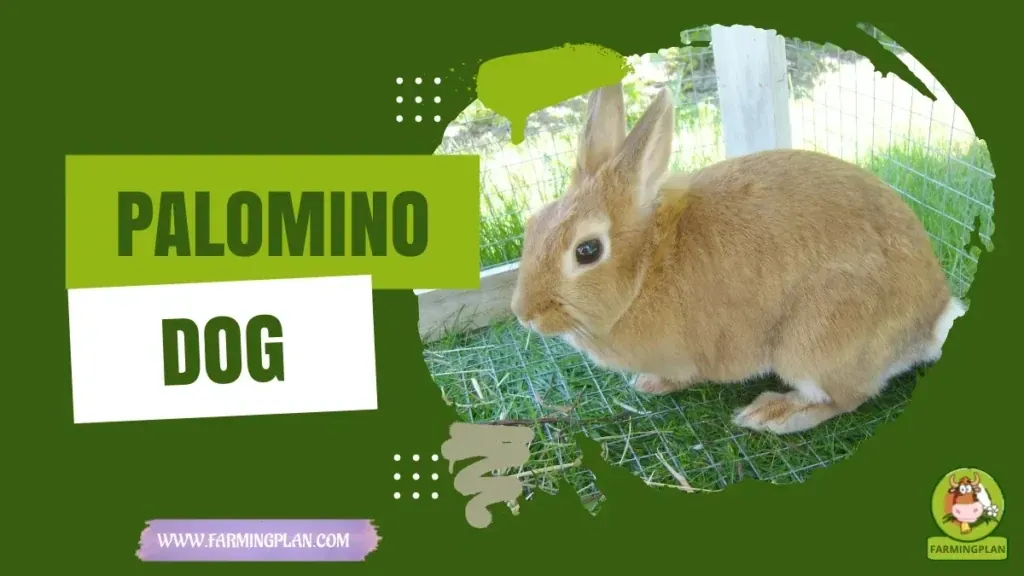 Palomino Rabbit characteristics, agricultural utility and breed care guide