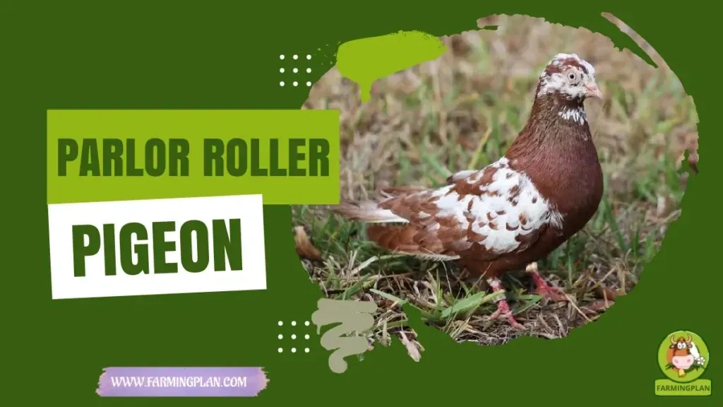 Parlor Roller Pigeon Care characteristics, agricultural utility and breed care guide