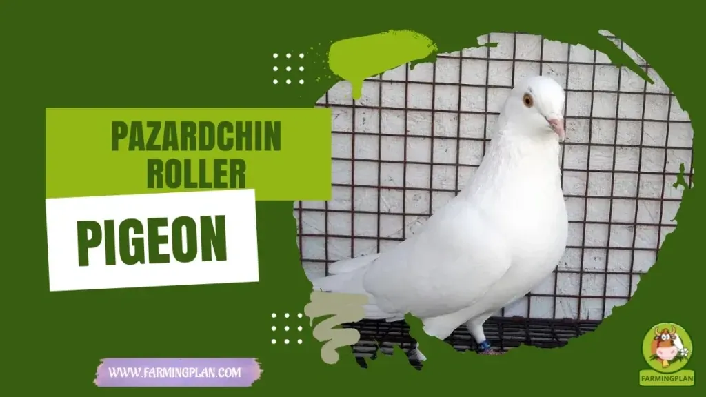 Pazardchin Roller Pigeon characteristics, agricultural utility and breed care guide