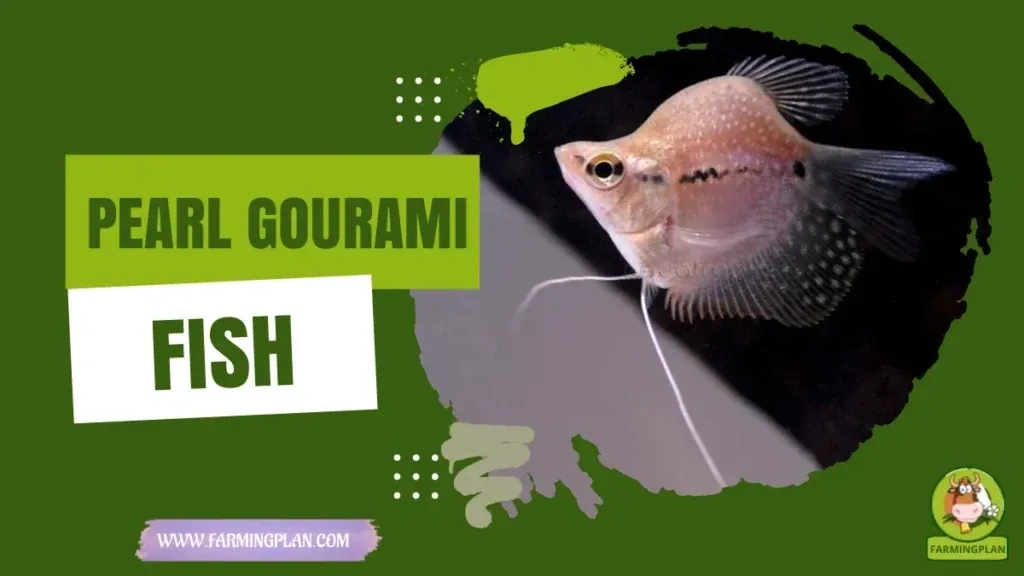 Pearl Gourami characteristics, agricultural utility and breed care guide