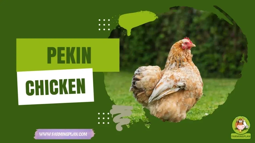 Pekin Chicken characteristics, agricultural utility and breed care guide
