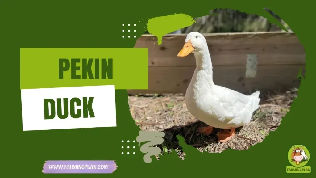 Pekin Duck - Farming & Breed Profile Pekin Duck characteristics, agricultural utility and breed care guide