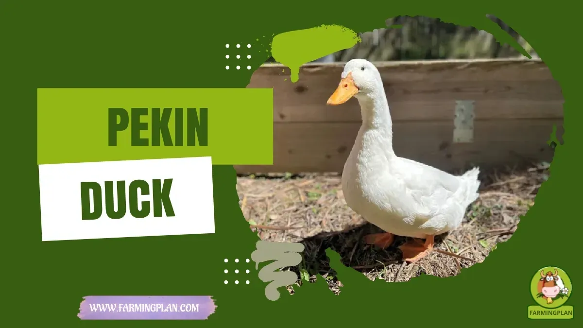 Pekin Duck characteristics, agricultural utility and breed care guide