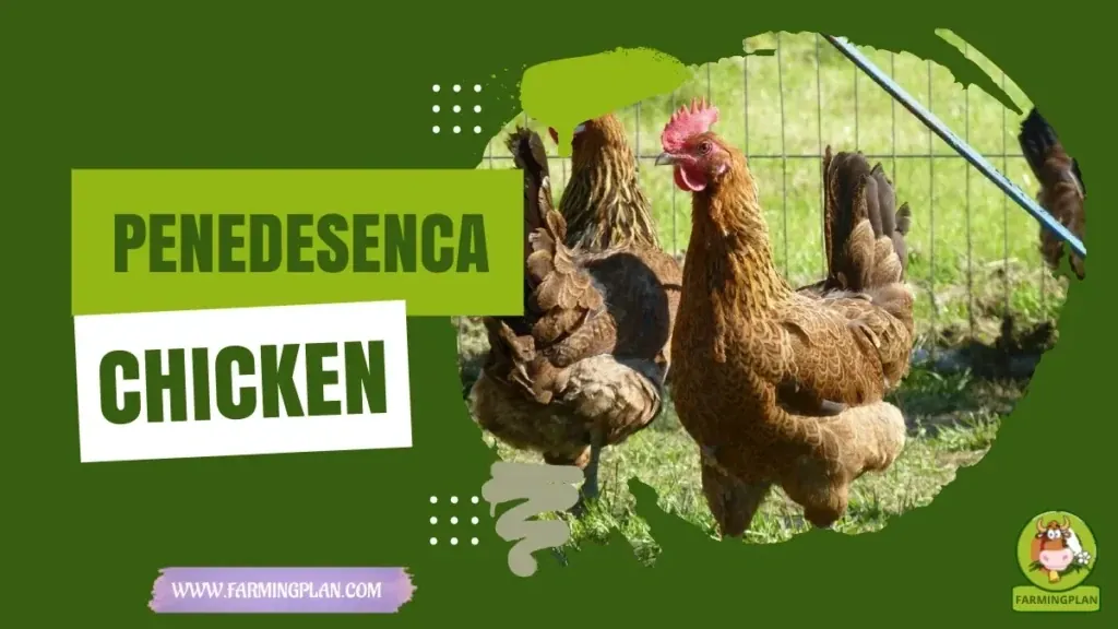 Penedesenca Chicken - Farming & Breed Profile Penedesenca Chicken Farming Guide