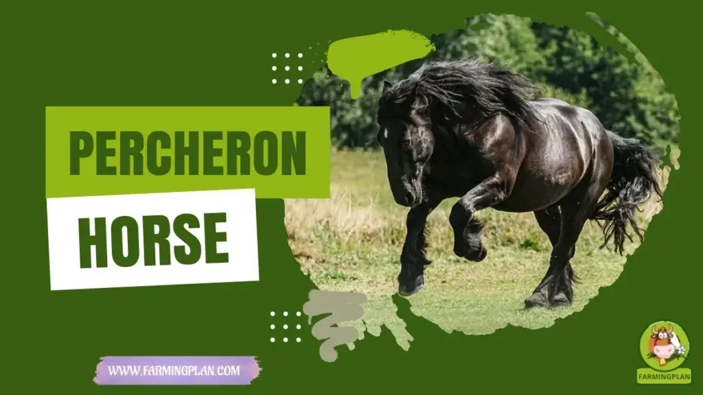 Percheron Horse characteristics, agricultural utility and breed care guide